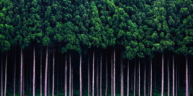 針葉樹